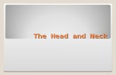 The Head and Neck. Head Injury- Concussion Concussion is any loss of consiousness or disorientation after a blow to the head. The player might be out.