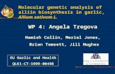 Molecular genetic analysis of alliin biosynthesis in garlic, Allium sativum L. WP 4: Angela Tregova Hamish Collin, Meriel Jones, Brian Tomsett, Jill Hughes.