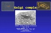 Golgi complex BIOLOGY, Faculty of Medicine and Dentistry 2014. 10. 06. László KŐHIDAI, PhD., Assoc. Prof. Department of Genetics, Cell- and Immunobiology.