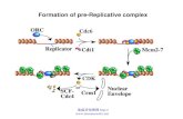 免疫学信息网  Formation of pre-Replicative complex.
