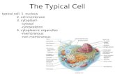 The Typical Cell typical cell: 1. nucleus 2. cell membrane 3. cytoplasm -cytosol -cytoskeleton 4. cytoplasmic organelles -membranous -non-membranous.