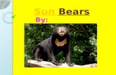 Sun Bears By: Kallie Why I chose this I chose Sun bears because I think that they look different from any other bear.