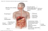 Copyright © 2010 Pearson Education, Inc. Figure 23.1 Alimentary canal and related accessory digestive organs. Mouth (oral cavity) Tongue Esophagus Liver.