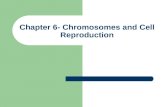 Chapter 6- Chromosomes and Cell Reproduction. I. Chromosomes.
