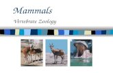 Mammals Vertebrate Zoology What does the typical mammal look like? Small Brown Nocturnal ~4450 species.