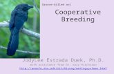 Cooperative Breeding JodyLee Estrada Duek, Ph.D. With assistance from Dr. Gary Ritchison  Groove-billed.
