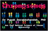 1 Chromosomes Dr Pupak Derakhshandeh, PhD Ass Prof Medical Science of Tehran University.