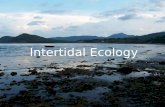 Intertidal Ecology. What is the Intertidal Zone? Zone between highest and lowest tide lines Immersed and Emersed Rocky and soft intertidal zones.