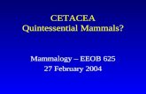 CETACEA Quintessential Mammals? Mammalogy – EEOB 625 27 February 2004.