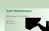 Cell Membrane Structure & Function Biology 11 Ms. Lowrie