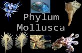 Phylum Mollusca. Mollusks are soft-bodied animals that usually have an internal or external shell. Mollusks are soft-bodied animals that usually have.