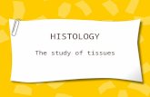 HISTOLOGY The study of tissues. Levels of organization in the biosphere.