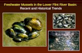 Freshwater Mussels in the Lower Flint River Basin: Recent and Historical Trends.
