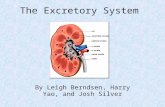 The Excretory System By Leigh Berndsen, Harry Yao, and Josh Silver.