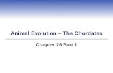 Animal Evolution – The Chordates Chapter 26 Part 1.