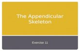 The Appendicular Skeleton Exercise 11. An Introduction to the Appendicular Skeleton The Appendicular Skeleton 126 bones Allows us to move and manipulate.