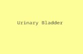 Urinary Bladder. Upper Surface Inferolateral surface Apex Neck.