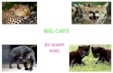 BIG CATS BY ADAM KING. ABOUT BIG CATS AROUND THE WORLD MOST BIG CATS ARE ENDANGERED FROM HUMAN ACTIVITIES, ROUGHLY ABOUT 80% OF WILD CATS SPIECIES ARE.