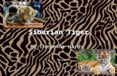 Siberian Tiger By:Cheyenne Hardy. They live between 12 to 15 years in the wild Measuring up to abou700 pounds Measuring between 4½ to 9½ feet. No 2 tigers.