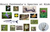 Bruce Peninsula’s Species at Risk. Legislation to protect species at risk -Committee on the Status of Endangered Wildlife in Canada (COSEWIC) was created.