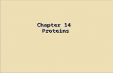 Chapter 14 Proteins. Peptides and Proteins Proteins behave as zwitterions. isoelectric point, pI Proteins also have an isoelectric point, pI. ◦ At its.