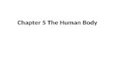 Chapter 5 The Human Body. The Planes of the Body _______________________ : Front side (Ventral) Posterior: Back side (Dorsal) _______________________.