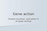 Gene action Protein function, and when it all goes wrong!