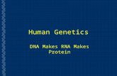 Human Genetics DNA Makes RNA Makes Protein. Terminology Review  Chromosome  Threadlike structures in the nucleus that carry genetic information  Gene.