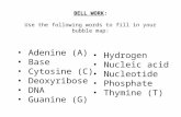 BELL WORK: Use the following words to fill in your bubble map: Adenine (A) Base Cytosine (C) Deoxyribose DNA Guanine (G) Hydrogen Nucleic acid Nucleotide.