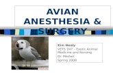 AVIAN ANESTHESIA & SURGERY Kim Healy VETS 247 – Exotic Animal Medicine and Nursing Dr. Meckel Spring 2008.