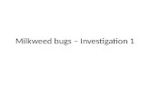 Milkweed bugs â€“ Investigation 1. Tony's creepy crawly zoo â€“ milkweed plant info Tony's creepy crawly zoo