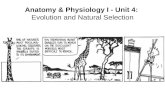 Anatomy & Physiology I - Unit 4: Evolution and Natural Selection.