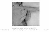 Superficial Chest Muscles of the Cat: 1:Pectoantibrachialis 2:Pectoralis Major 3:Pectoralis Minor 4:Xiphihumeralis.