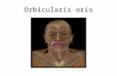 Orbicularis oris. Orbicularis oculi Zygomaticus major.