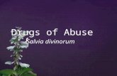 { Drugs of Abuse Salvia divinorum. { Native to southern Mexico Divinity rituals Healing rituals Hallucinogen First recorded in 1939 Only illegal in 5.