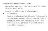 Polygenic (“many genes”) traits – controlled by more 2 or more genes. This is the case for most traits! – produce a wide range of phenotypes. Ex: Skin.