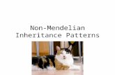Non-Mendelian Inheritance Patterns. Some Traits Don’t Follow Simple Mendelian Rules: Some traits are determined by more than one pair of genes. These.