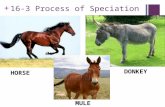 Slide 1 of 40 + 16-3 Process of Speciation HORSE DONKEY MULE