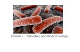 Option F – Microbes and Biotechnology. The three Domains of Life: Archaea Prokaryotes Eukaryotes This distinction was made using rRNA – Ribosomal RNA!