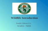 Wildlife Introduction South Gibson Co. Wildlife / NRM.