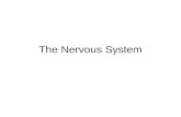 The Nervous System. Protection of the Central Nervous System Scalp and skin Skull and vertebral column Meninges Cerebrospinal fluid (CSF) Blood-brain.