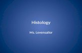 Histology Ms. Levensailor. Animal Tissues Hierarchy: cells  tissues  organs  organ systems Tissues: groups of cells with a common structure and function