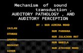 Mechanism of sound transduction, AUDITORY PATHOLOGY, AND AUDITORY PERCEPTION.