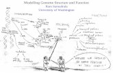 Modelling Genome Structure and Function Ram Samudrala University of Washington.