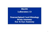 1 Bio101 Laboratory 13 Neuron/Spinal Cord Histology Brain Anatomy Ear & Eye Anatomy.