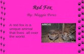 Red Fox By: Maggie Perez A red fox is a unique animal that lives all over the world