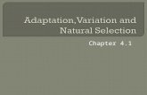 Chapter 4.1.  How does sexual reproduction and change in the genetic information result in variation within populations?  How can we measure variations.