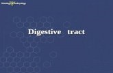 Digestive tract Digestive tract. ---Digestive system: Digestive tract Digestive tract Digestive gland Digestive gland This system is responsible for the.