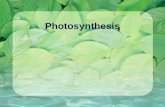 Photosynthesis. How do plants grow? Like every other living organism, plants need energy to grow. Plants do not eat food. So how do they get energy?
