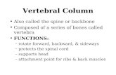 Vertebral Column Also called the spine or backbone Composed of a series of bones called vertebra FUNCTIONS: –rotate forward, backward, & sideways –protects.